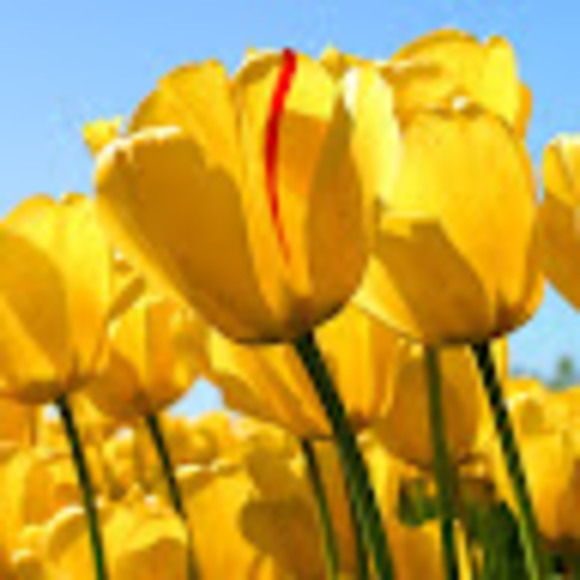 Meet your Posher, Roxy - Picture 1 of 1